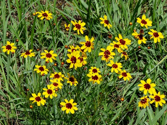 {Coreopsis tinctoria}